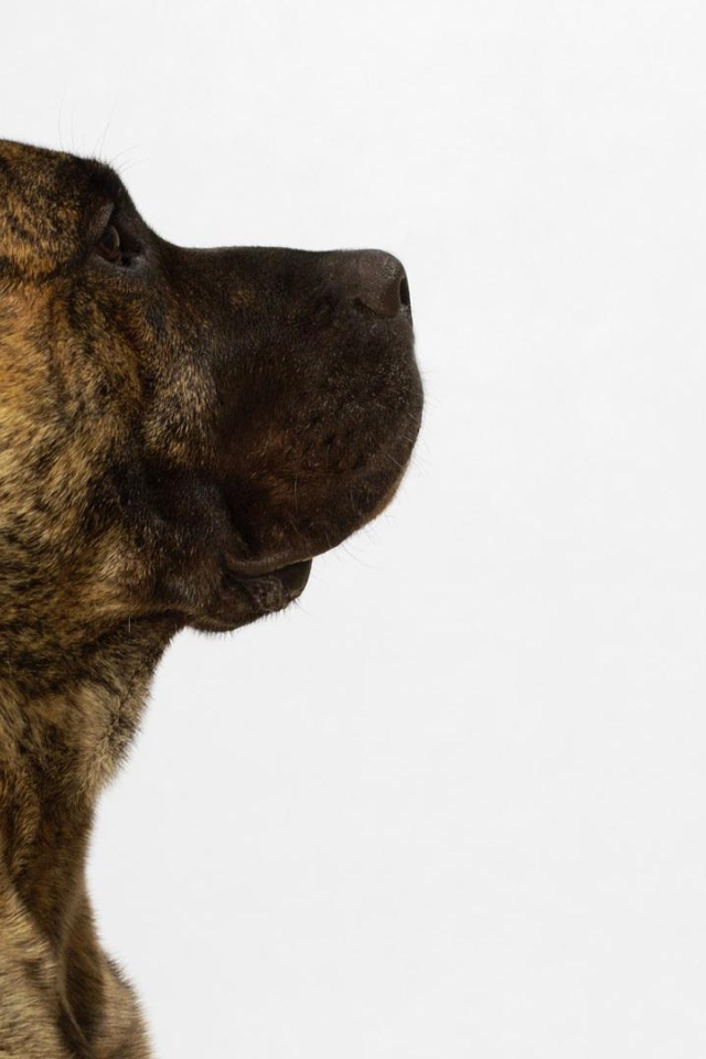 Обои с американским стаффордширским терьером