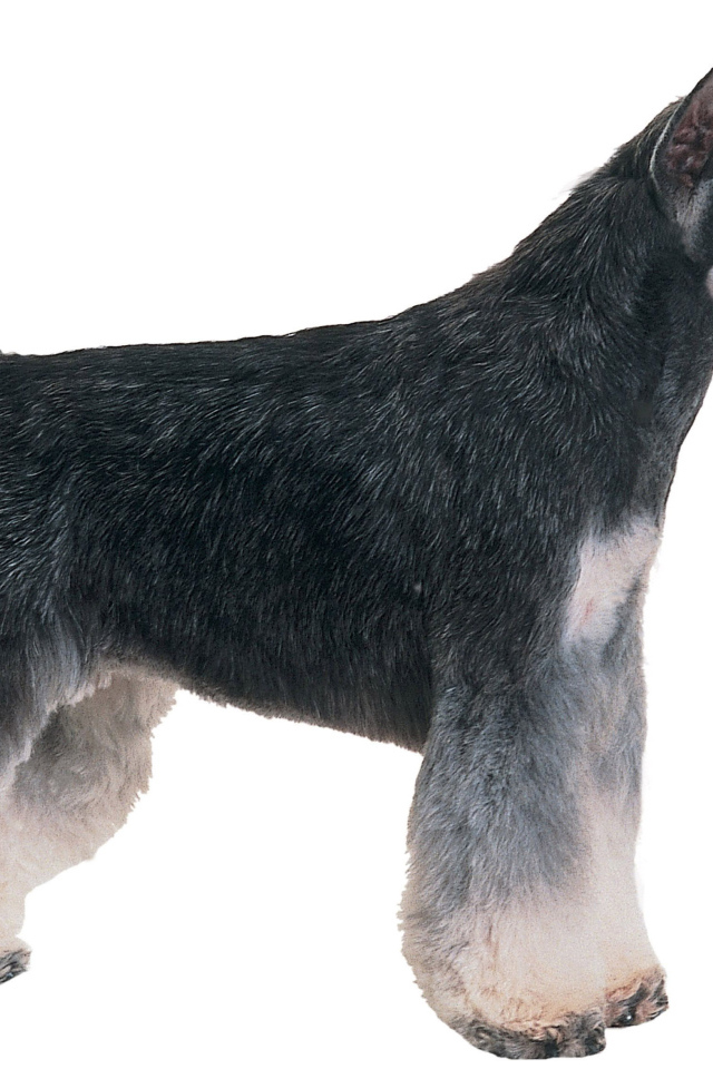 Обои с собакой шнауцером