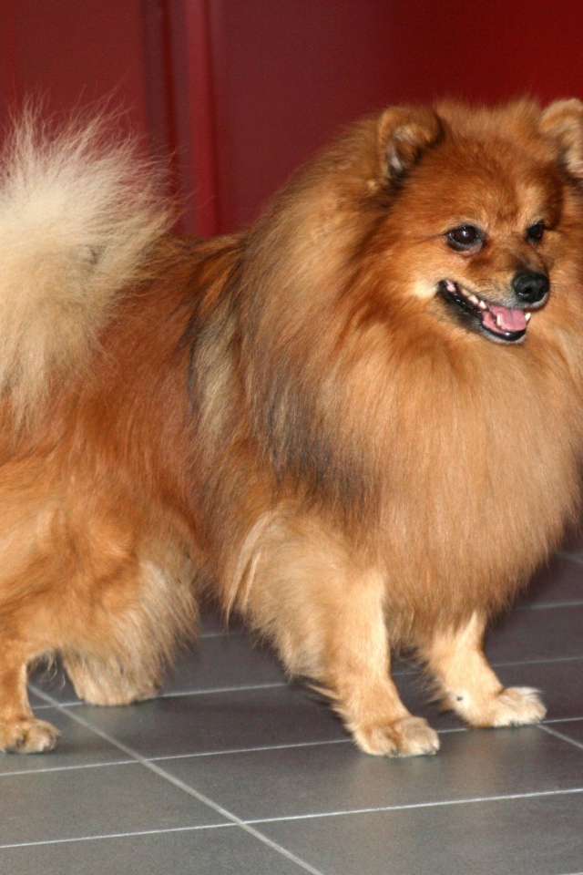 Ухоженный немецкий шпиц