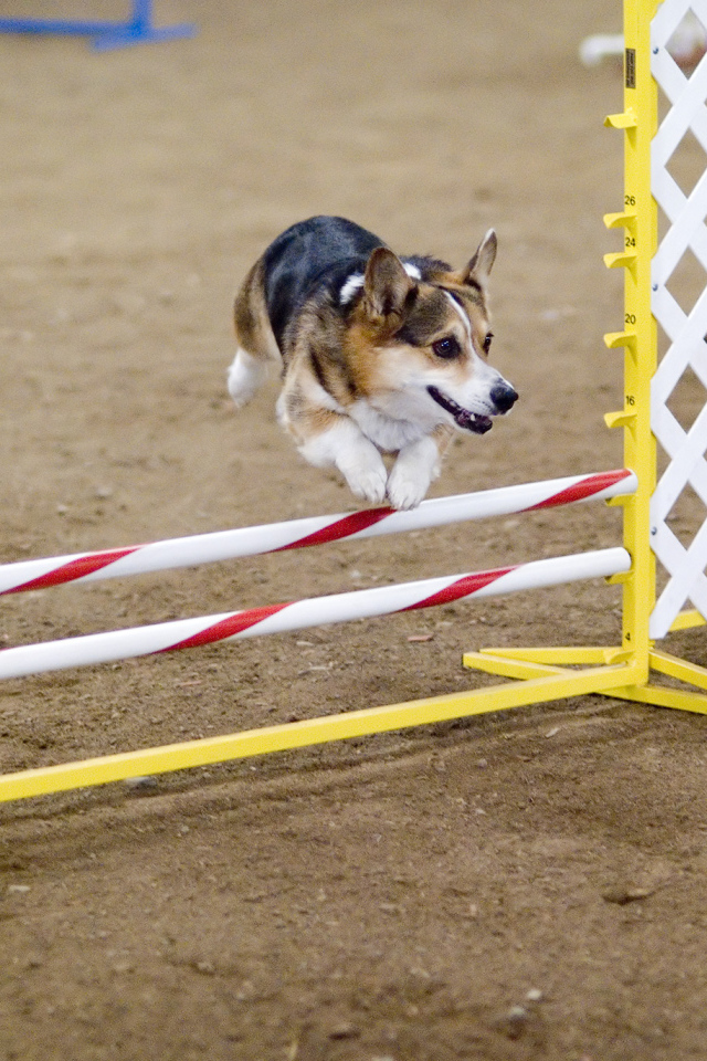 Вельш-корги спортсмен