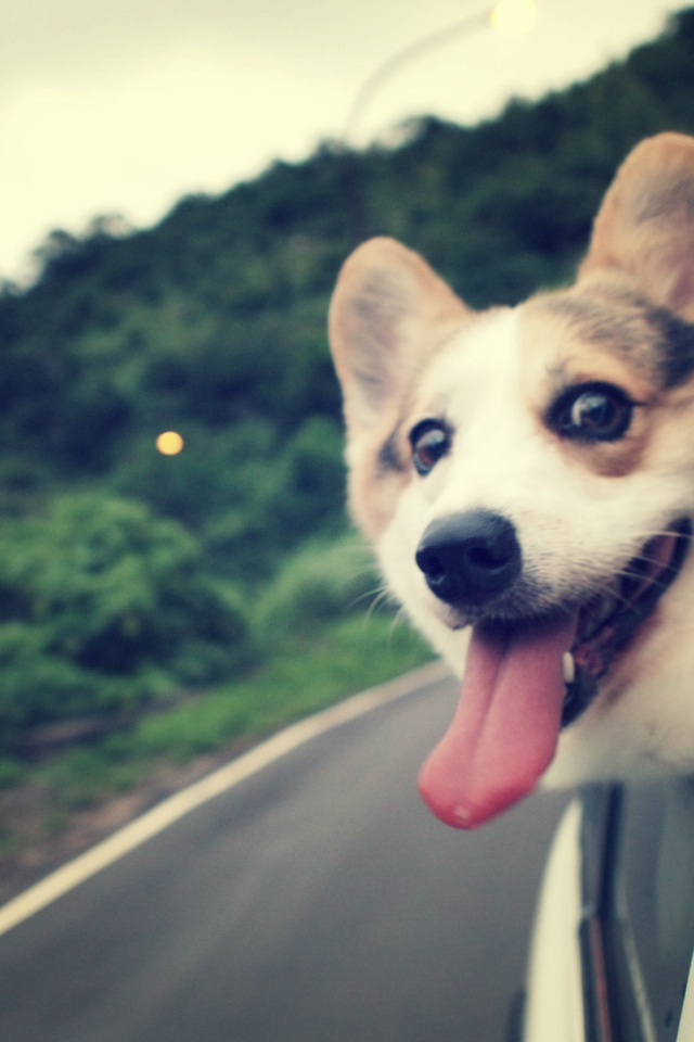 Вельш-корги смотрит в окно