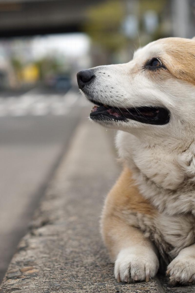 Вельш-корги лежит на улице