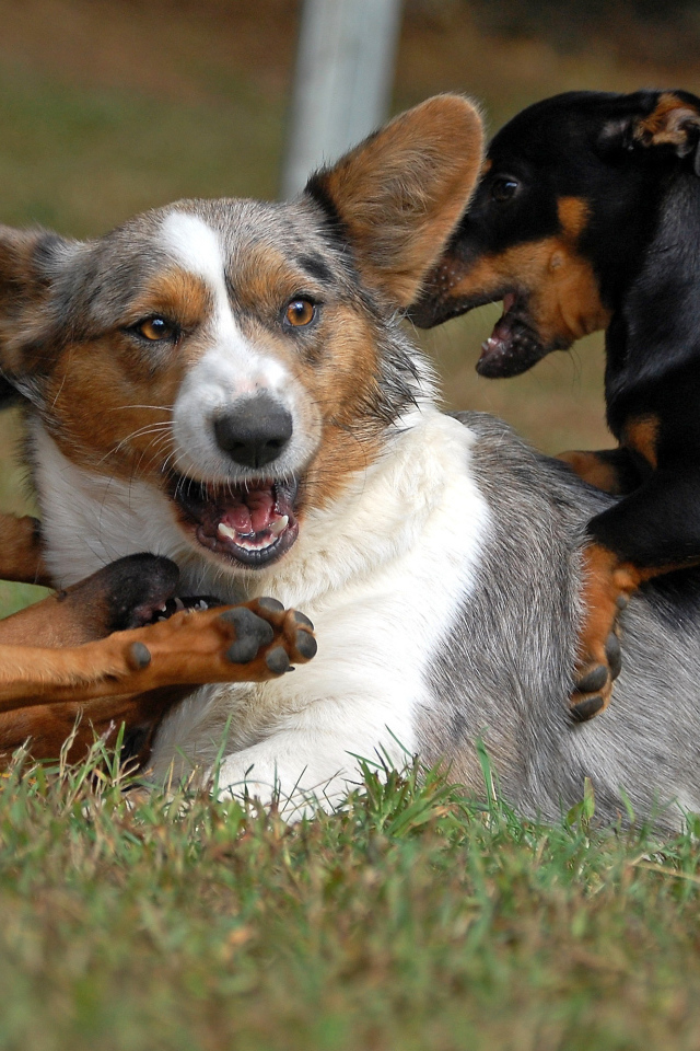 Вельш-корги играет с собаками