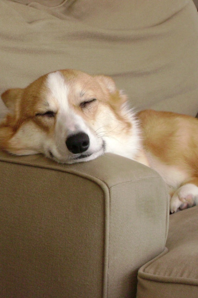 Вельш-корги спит на кресле