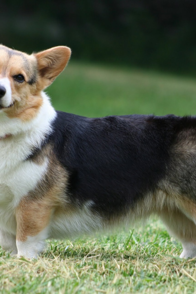 Вельш-корги гуляет на траве
