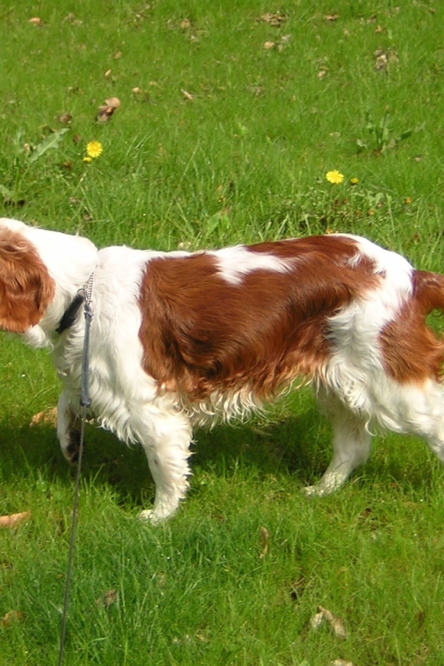 Уэльский гончий спаниель