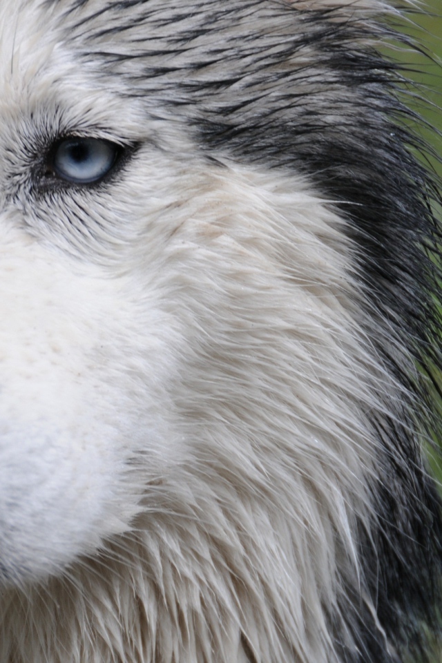 Мокрая собака лайка