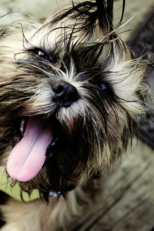 Мокрый пес шитцу