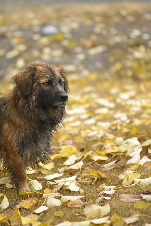 Мокрый лохматый пес