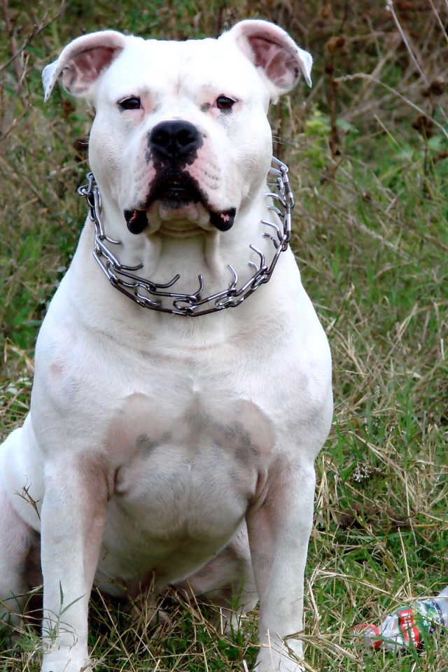 Белый американский стаффордширский терьер
