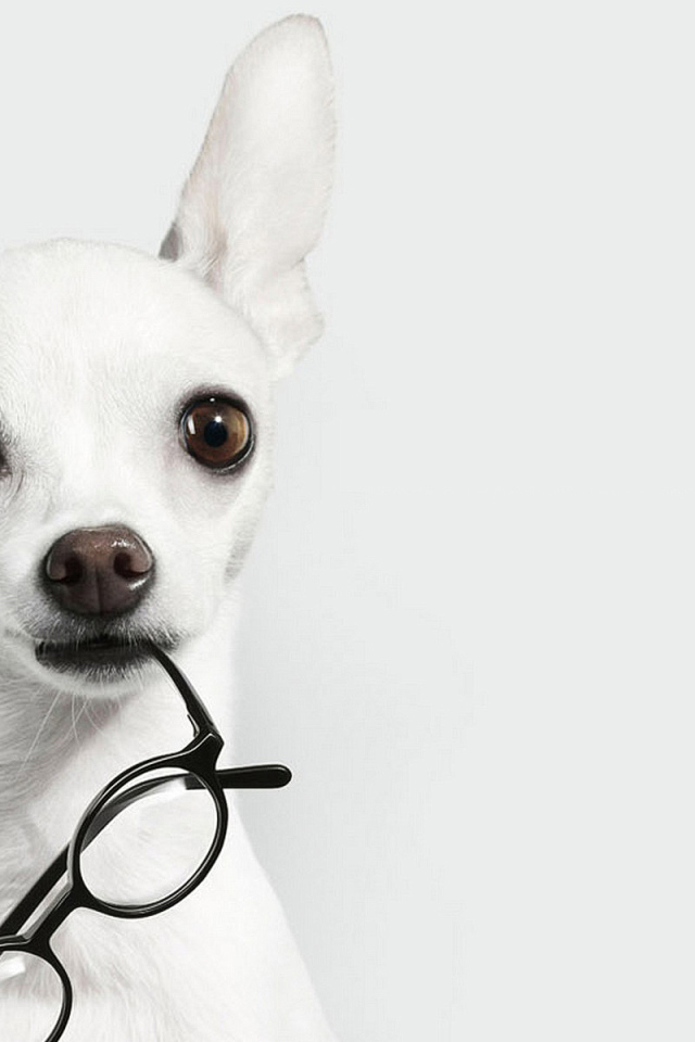Белая чихуахуа с очками