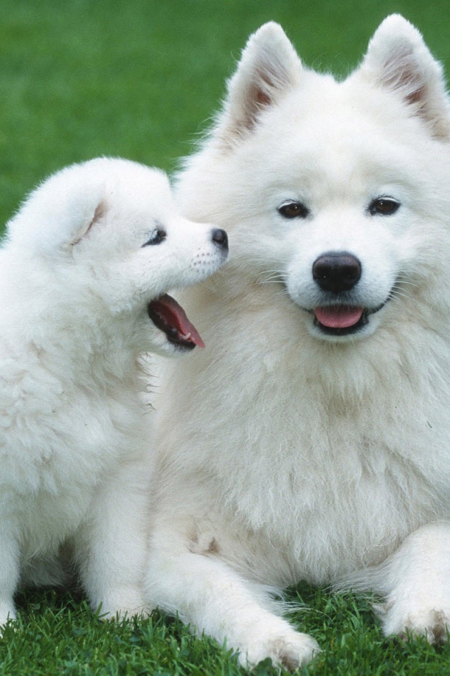 Белый шпиц с щенком