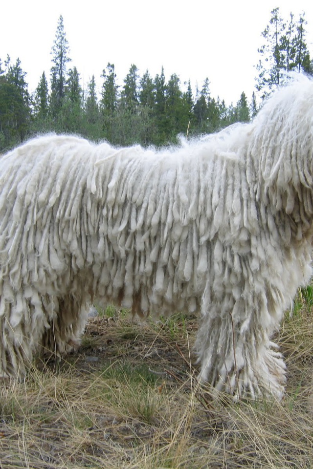 Белый комондор на поляне