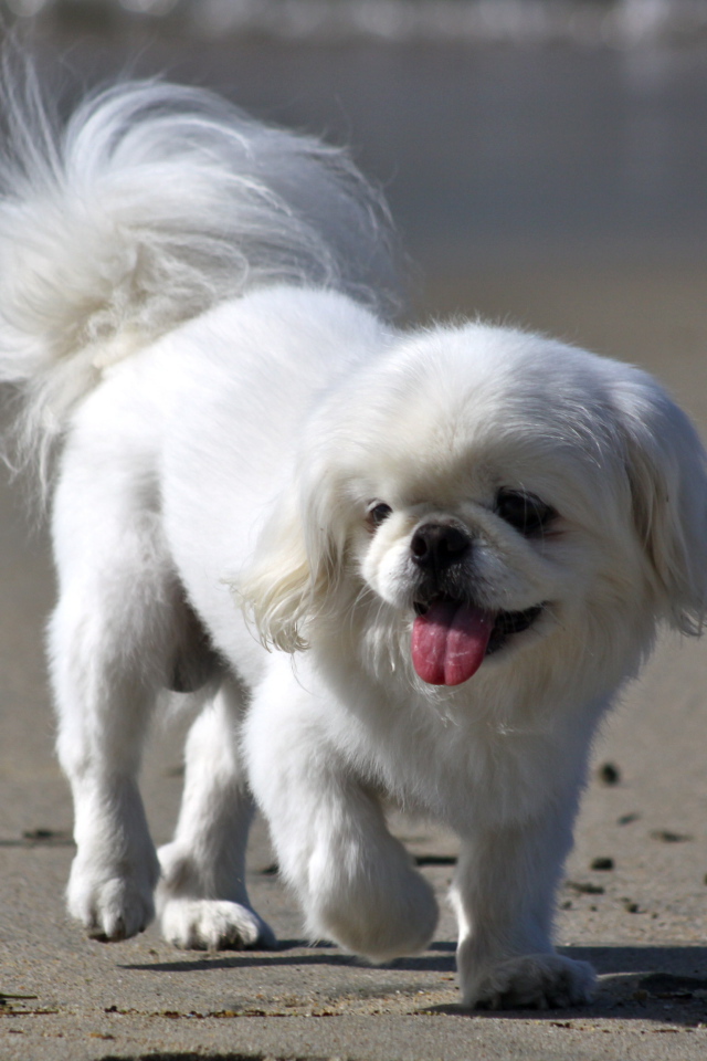 Белый пекинес на пляже