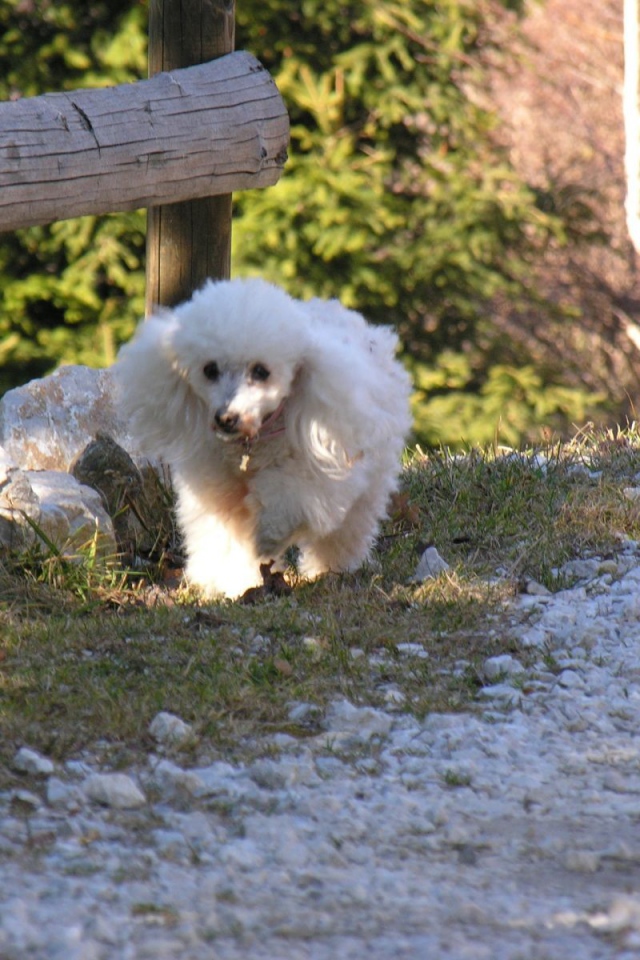Белый пудель у забора