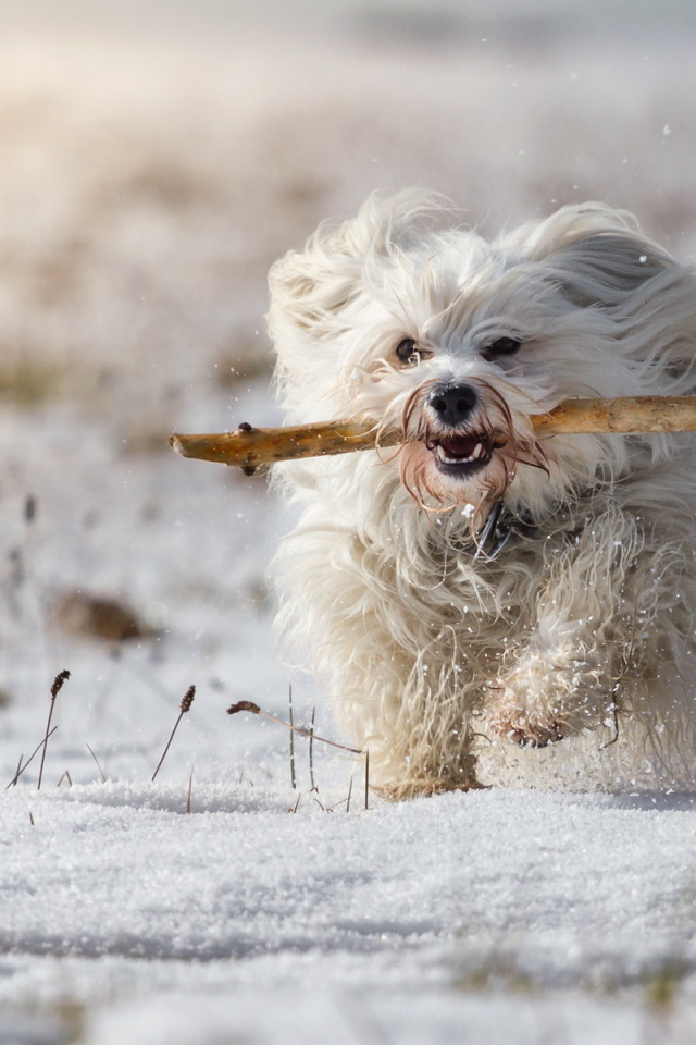 Белый пудель бежит по снегу