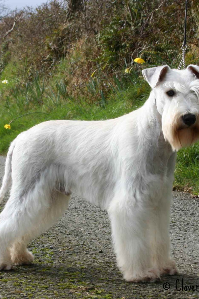 Белый шнауцер на тропе