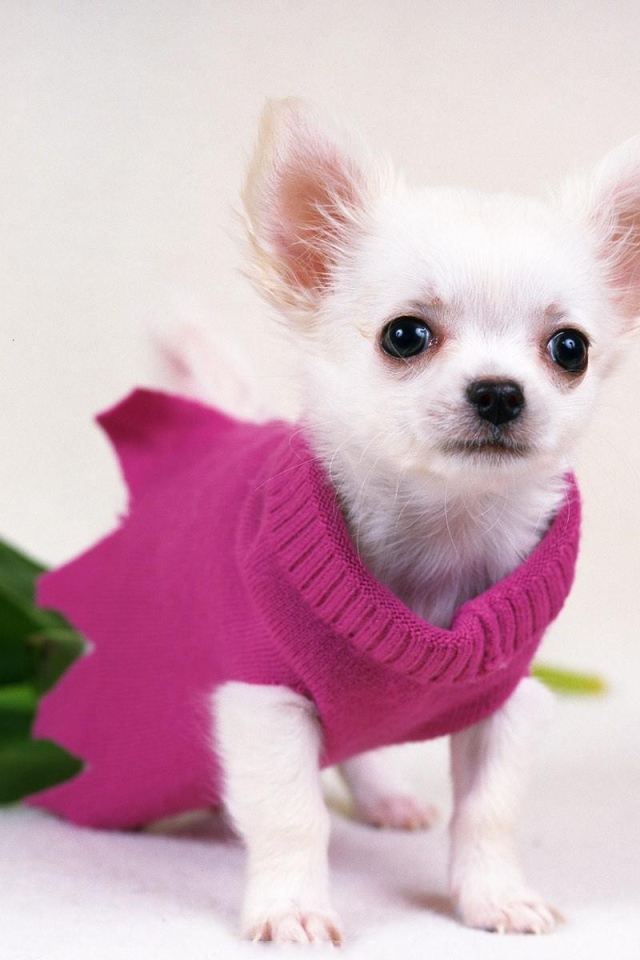 Белая чихуахуа в розовой кофте