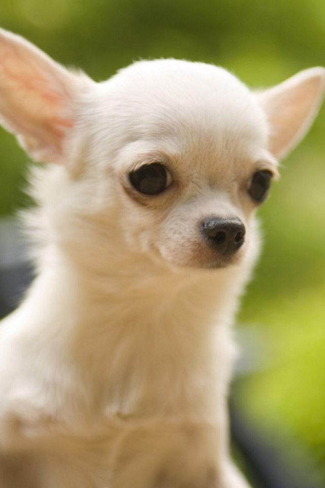 Белая чихуахуа на природе