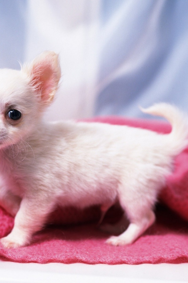 White chihuahua puppy on a bed