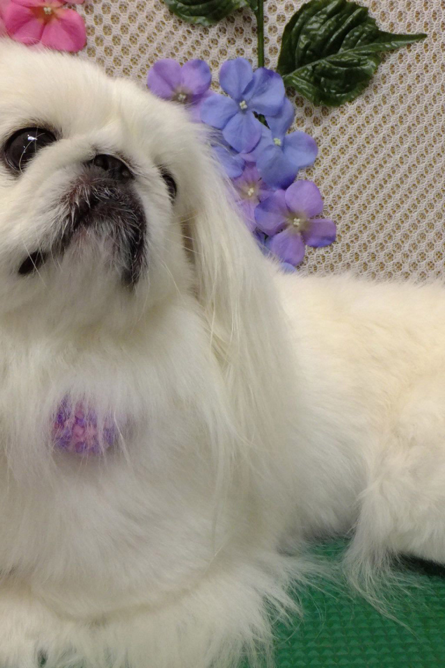 Белый причесанный пекинес