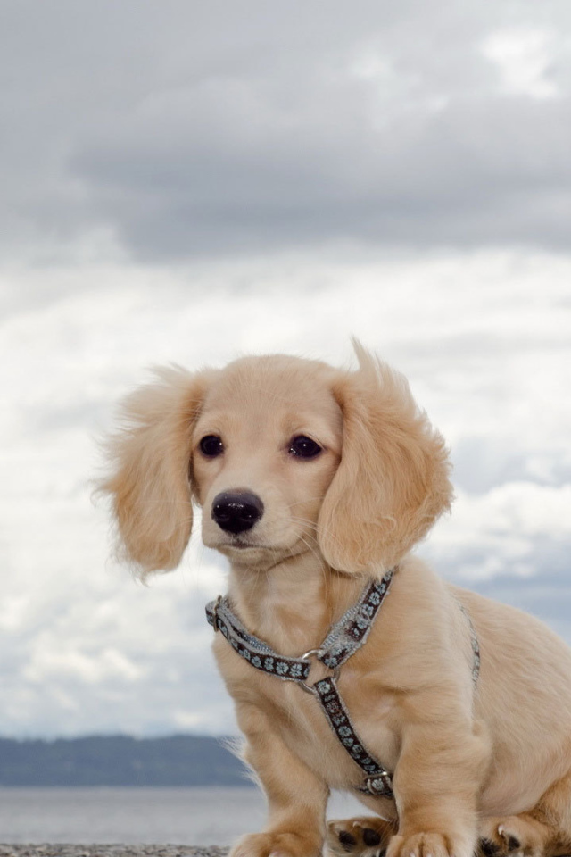 Белая такса на природе