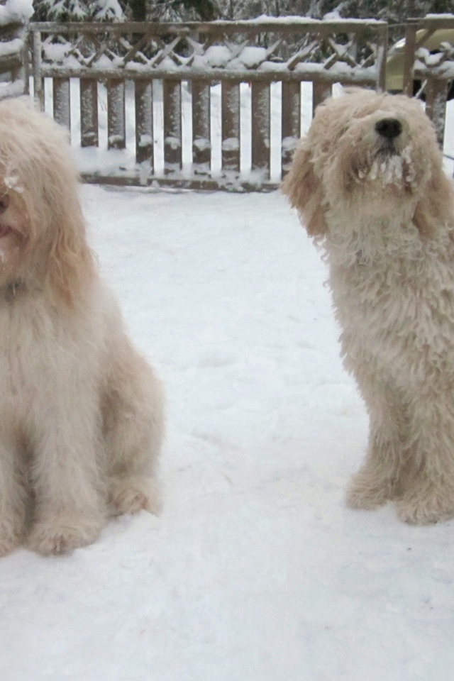 Белые собаки барбет