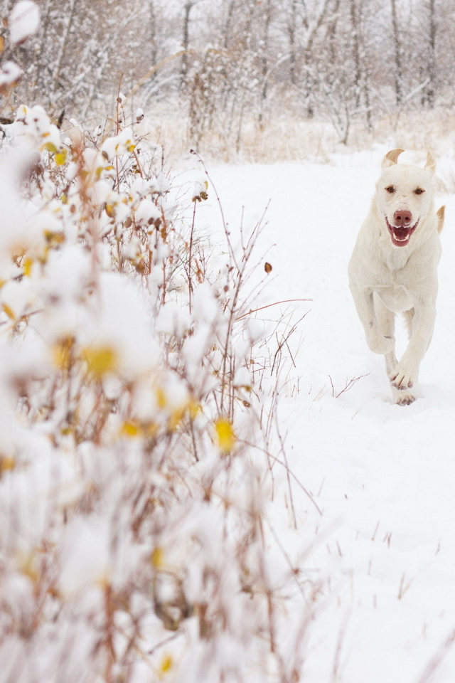 Белая собака на снегу