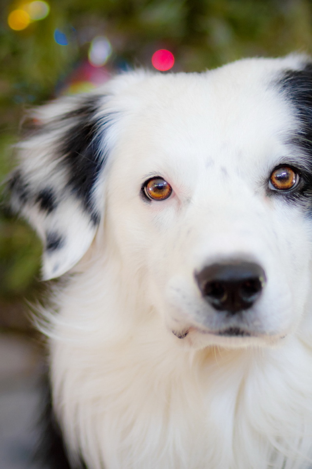 Белая морда собаки