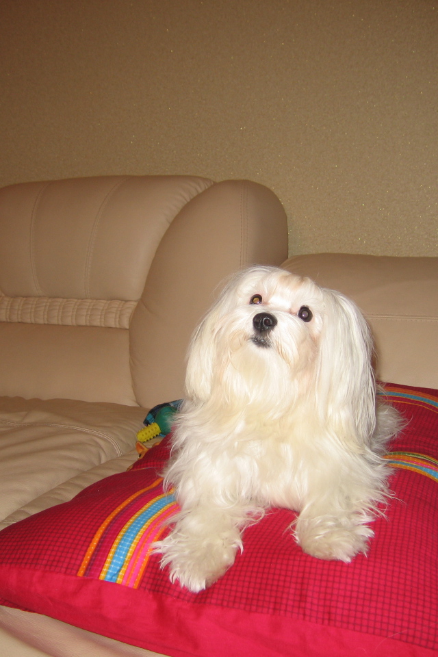 Белая болонка на диване