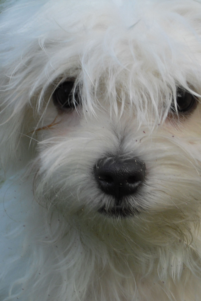 Белая болонка на газоне