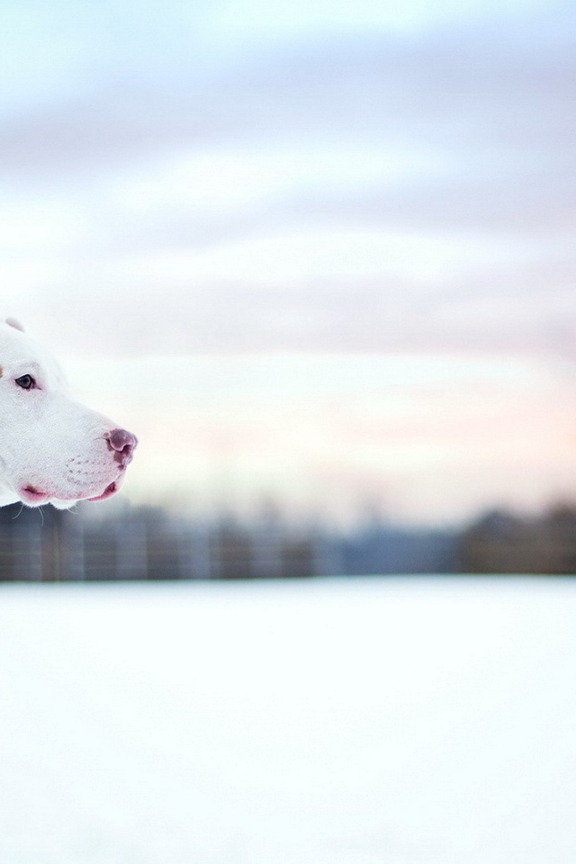 Белый питбуль на снегу