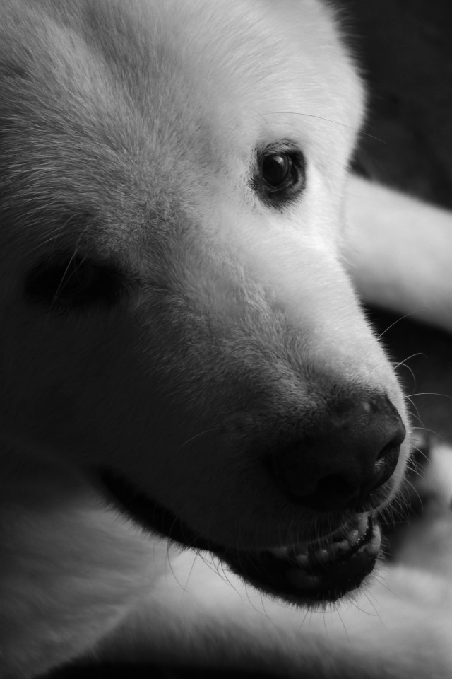 Белый щенок американской акиты