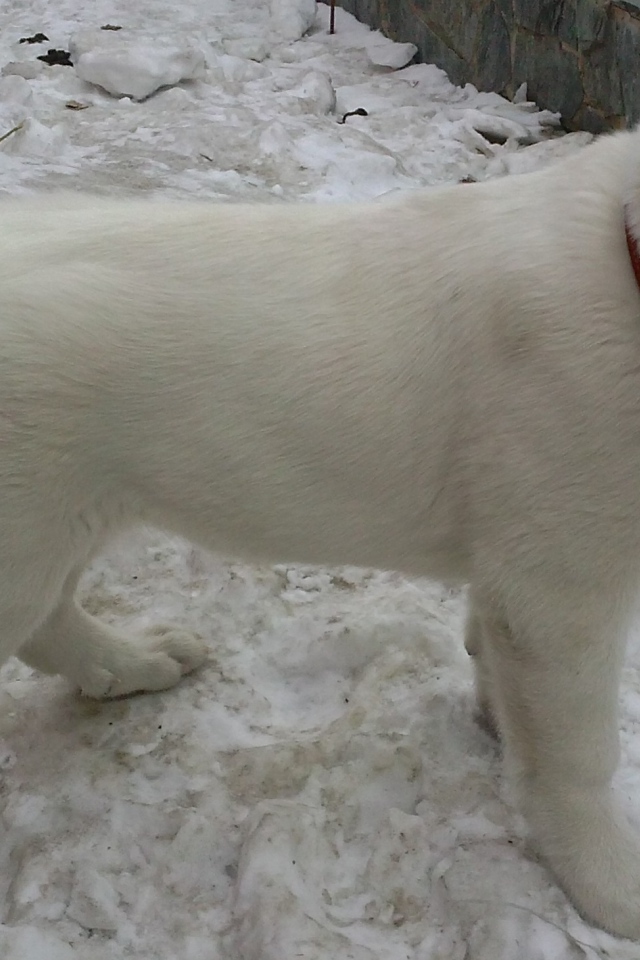 Белый щенок алабая