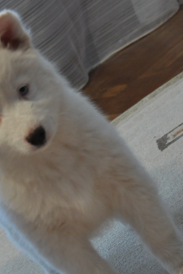 Белый щенок лайки