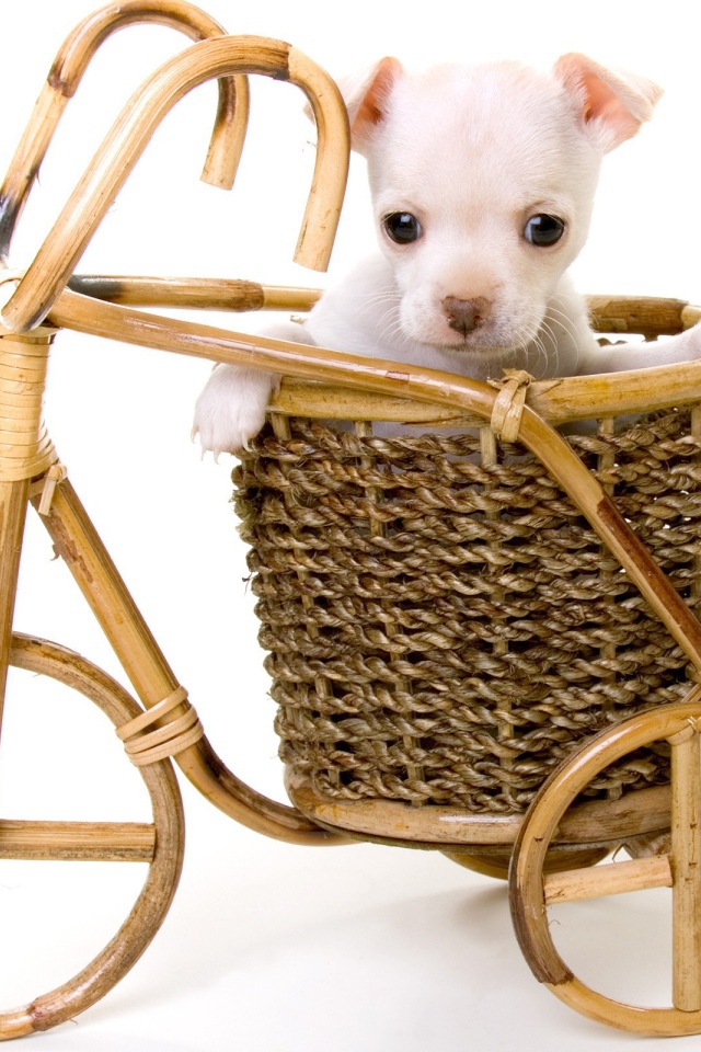 Белый щенок в корзине