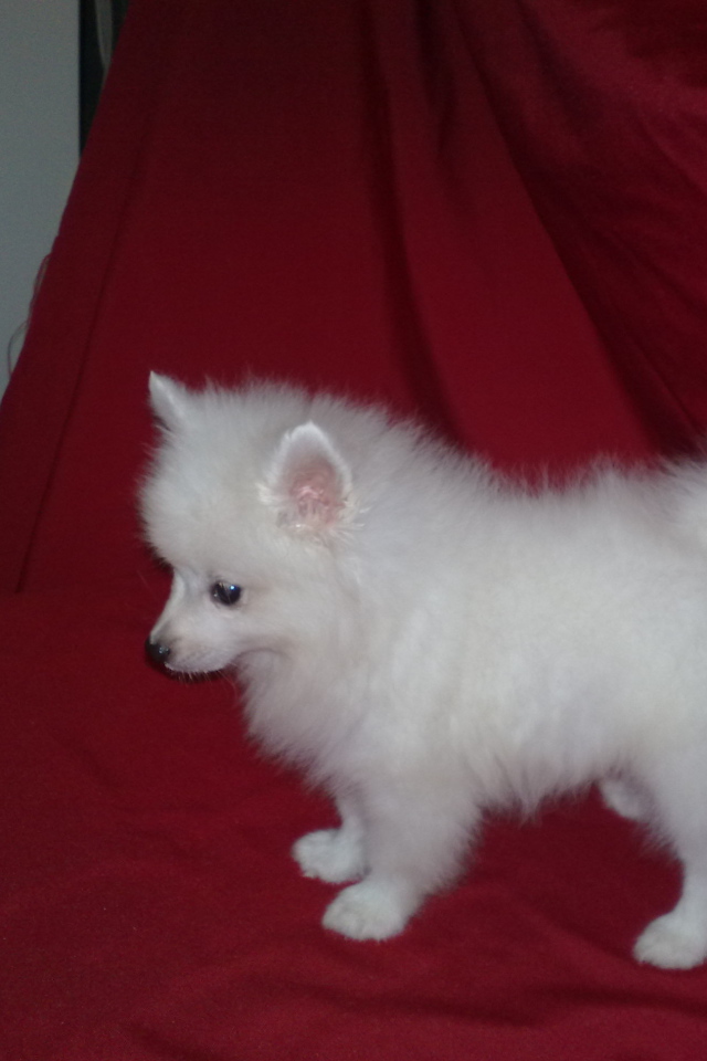 Щенок белого шпица