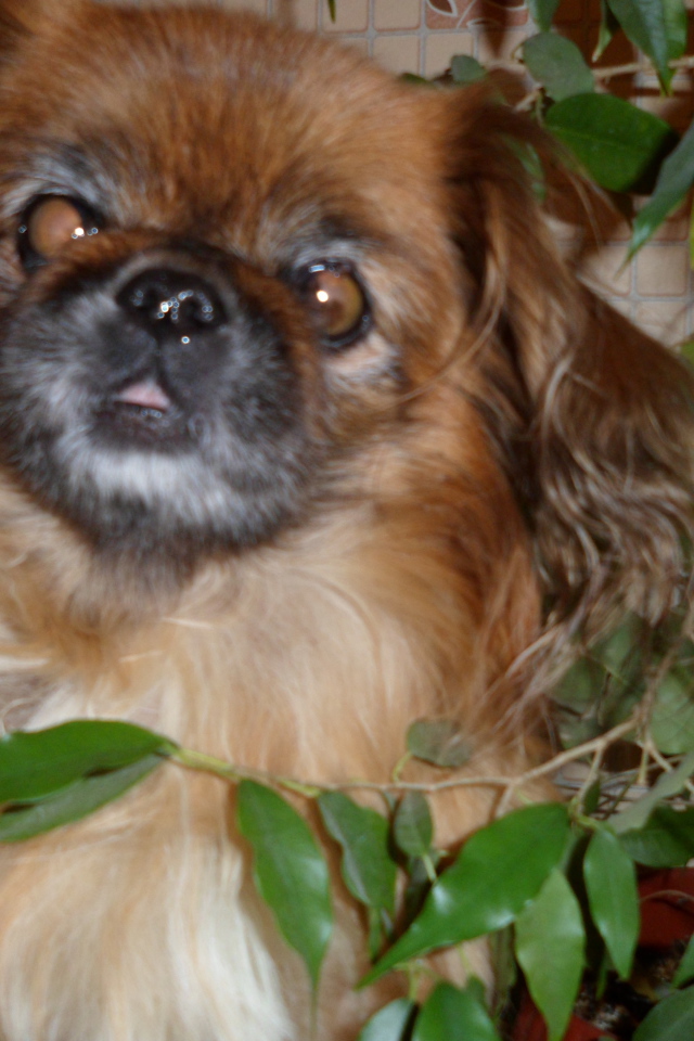 Безумный взгляд пекинеса