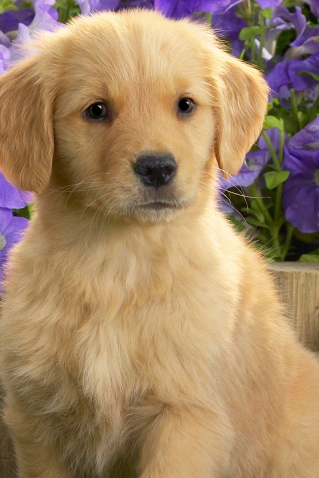 Щенок желтого лабрадора 