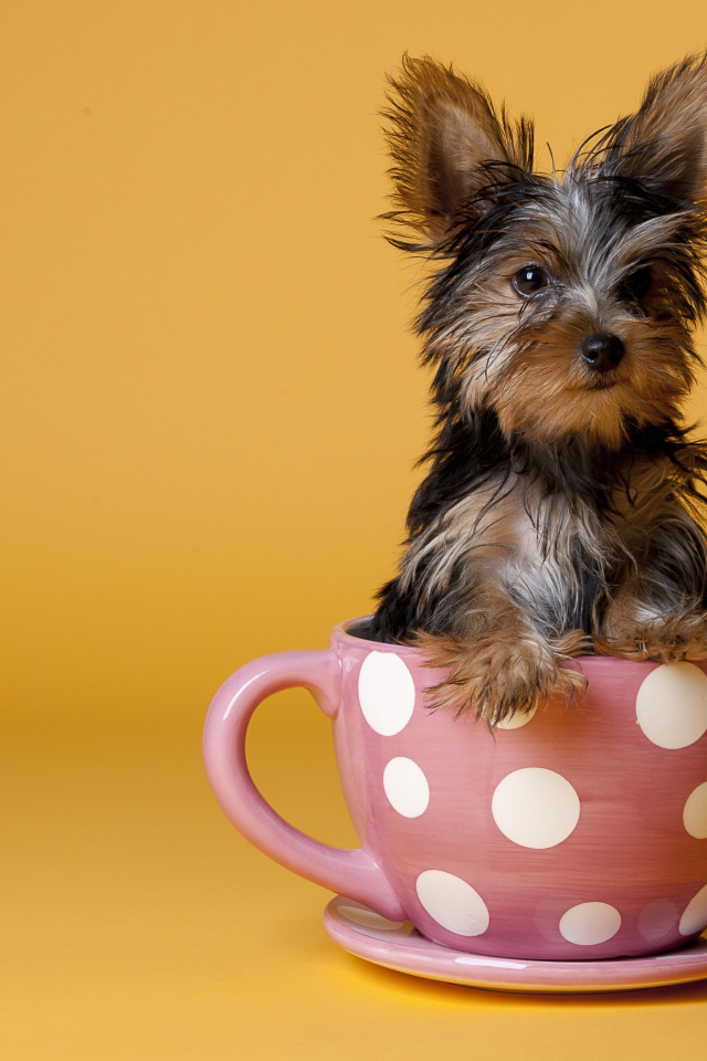 Йоркширский терьер в чашке