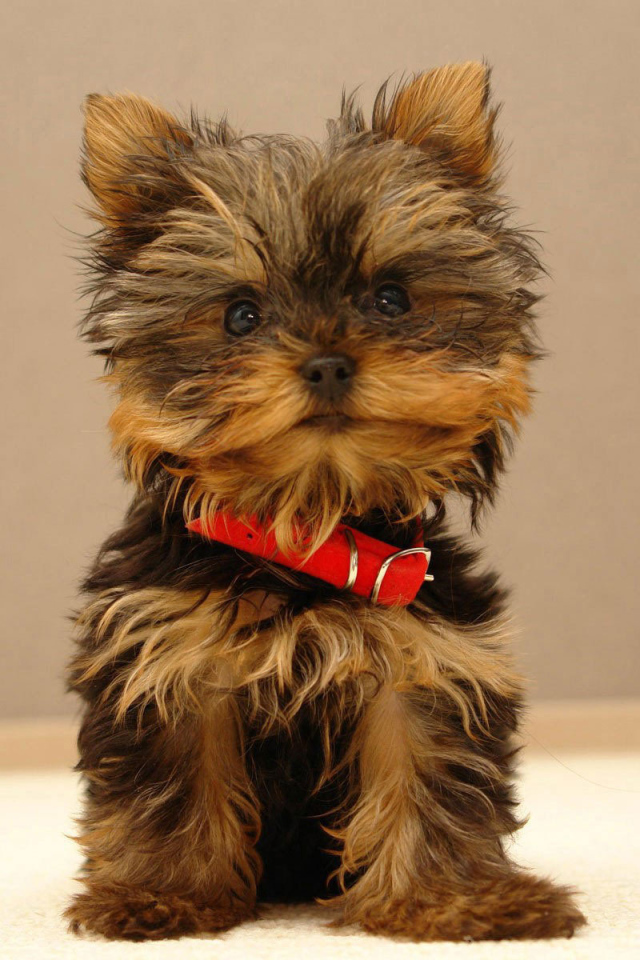 Щенок йоркширского терьера