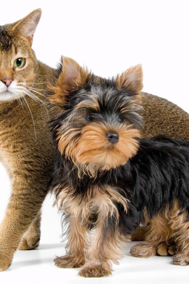 Йоркширский терьер рядом с котом
