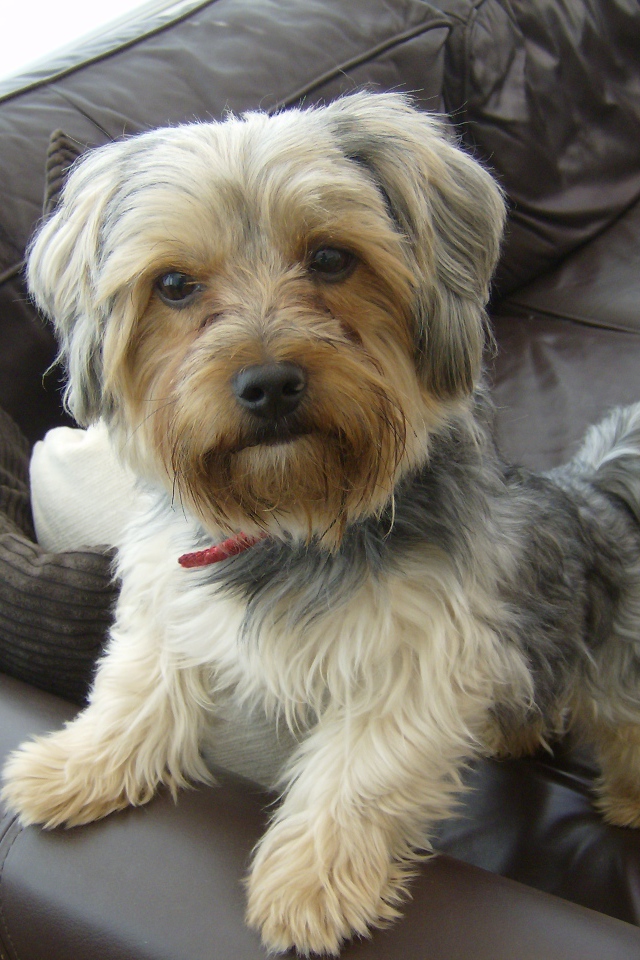 Йоркширский терьер на диване