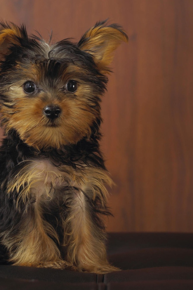 Йоркширский терьер позирует