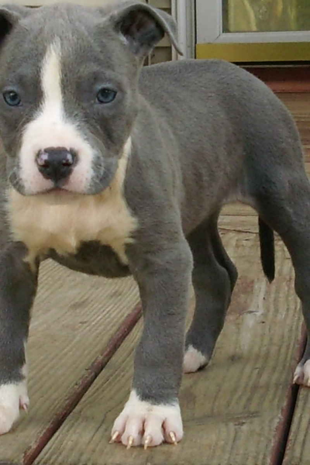 Молодой американский стаффордширский терьер