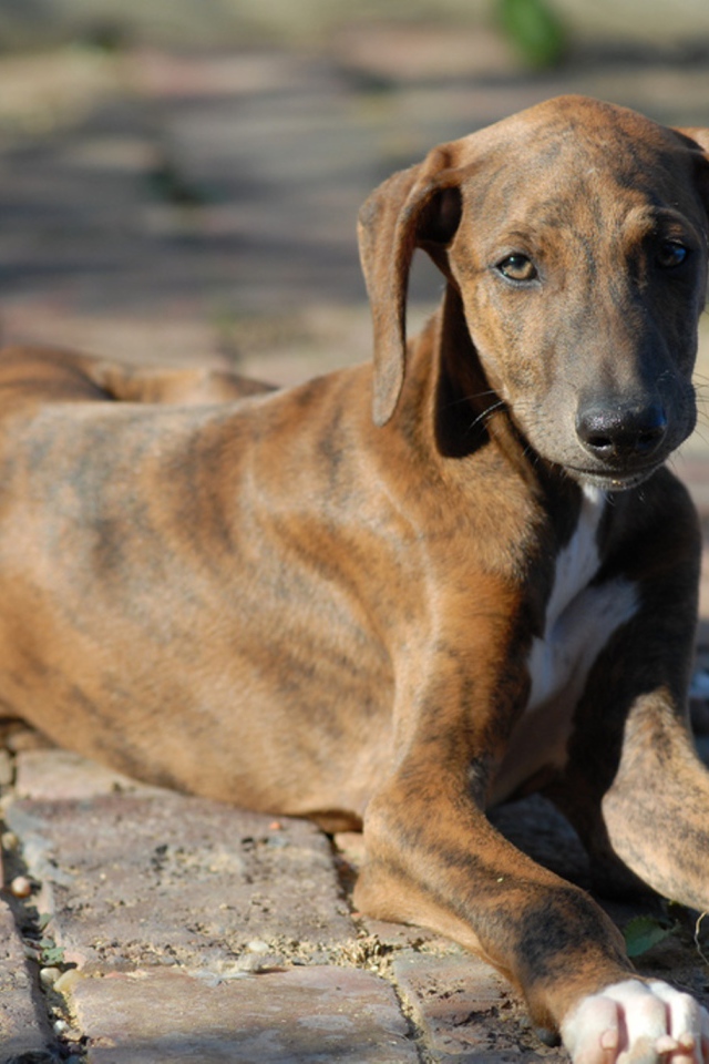 Молодой пес азавак