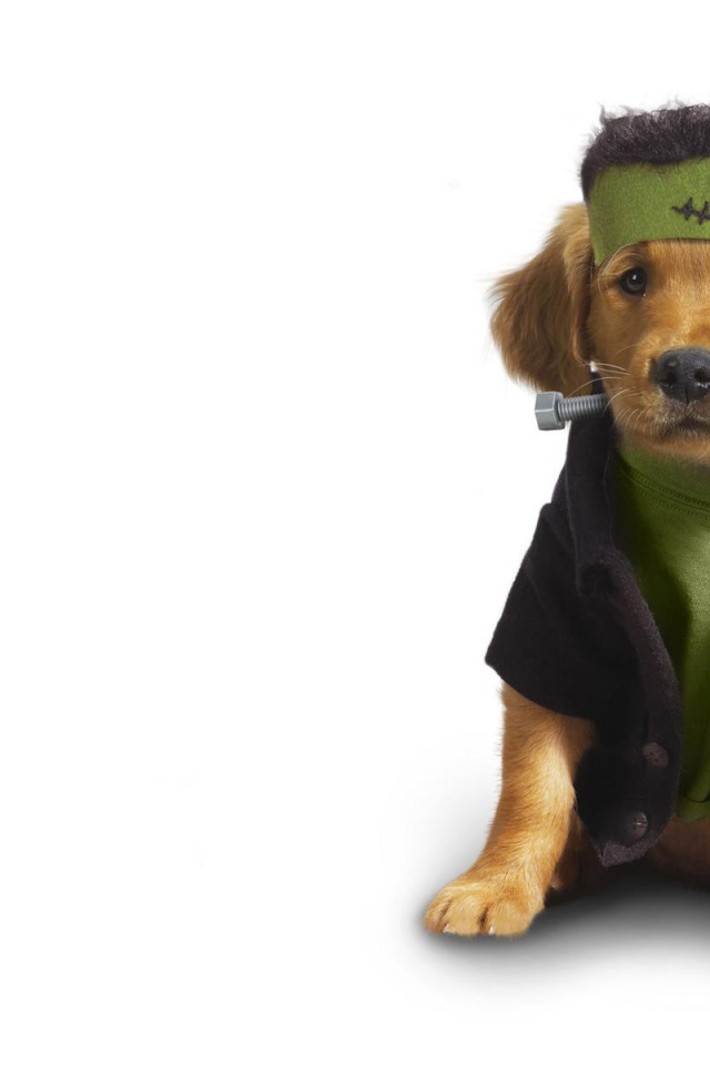 Собака в одежде