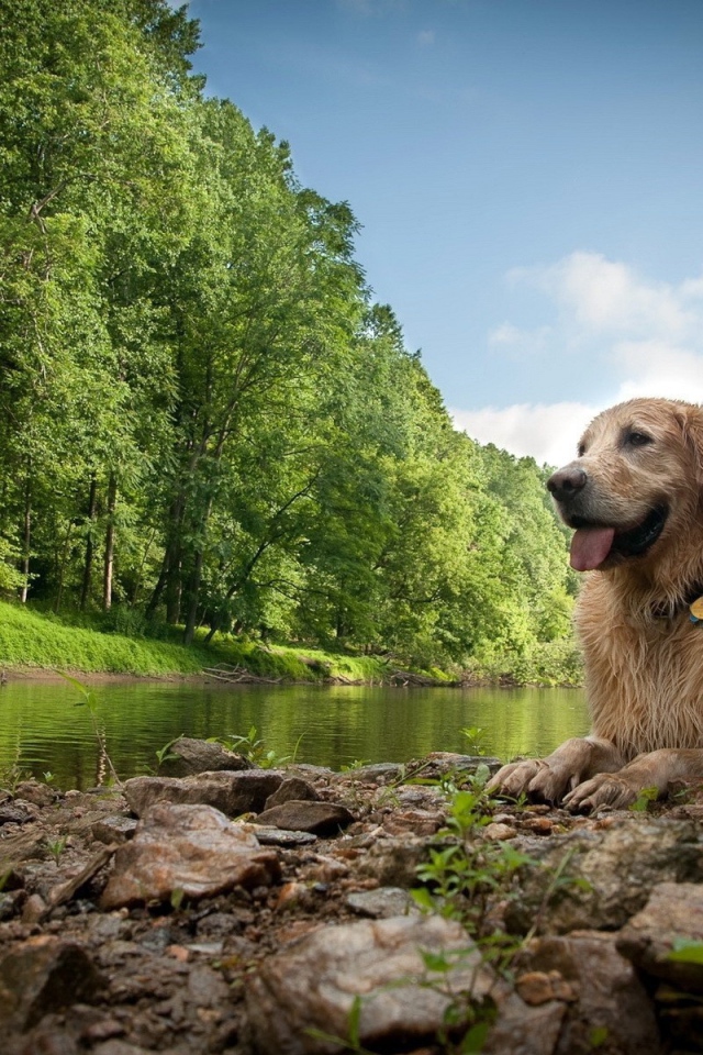 Собака лежит у реки