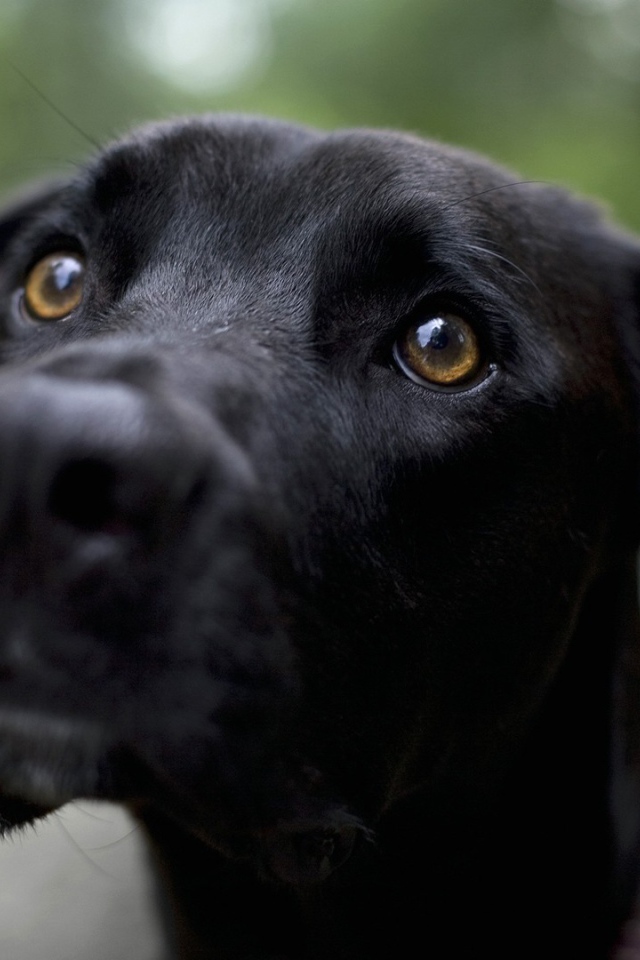 Грустная черная собака