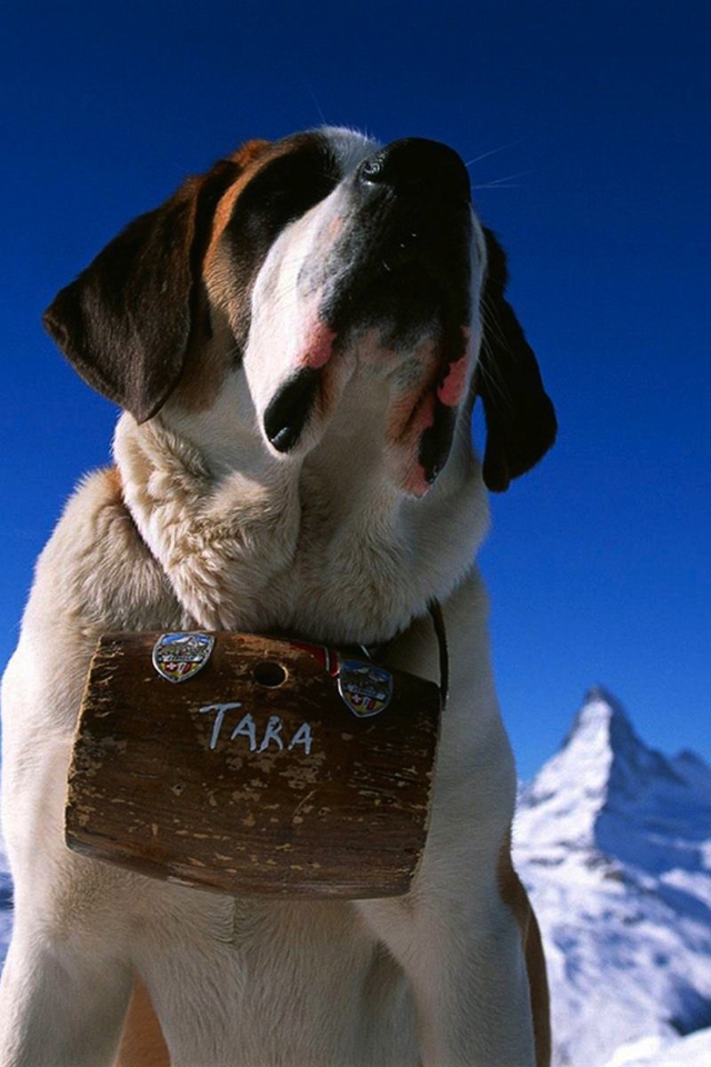 Собака горный спасатель